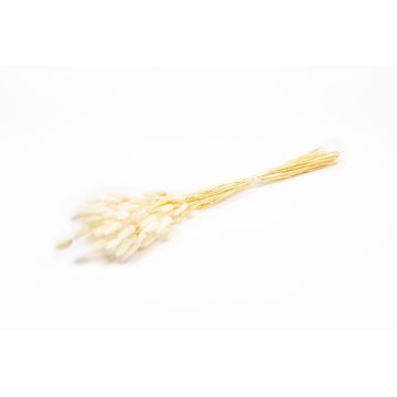 Getrocknetes Lagurus Gras BORKA, Bund, weiß, 55-75cm, Ø12cm 