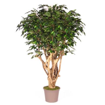 Deko Ficus Benjamini MICHELE, Echtstamm, grün, 200cm - Made in Italy