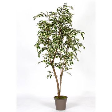 Deko Birkenfeige LISEROSE, Echtstämme, grün-weiß, 180cm - Made in Italy