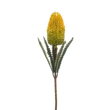 Künstliche Banksia robur EREDIN, gelb, 70cm