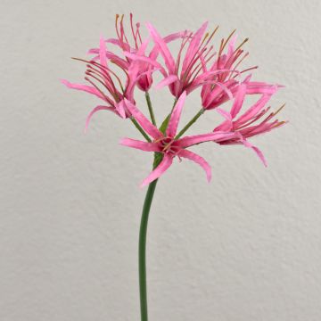 Unechte Blume Spinnenlilie LUCHO, rosa, 70cm, Ø20cm