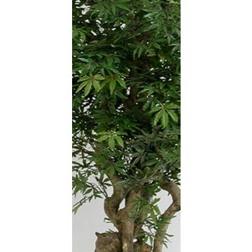 Kunstbaum Japanischer Ahorn ATEMIS, Naturstamm, grün-rot, 200cm - Made in Italy