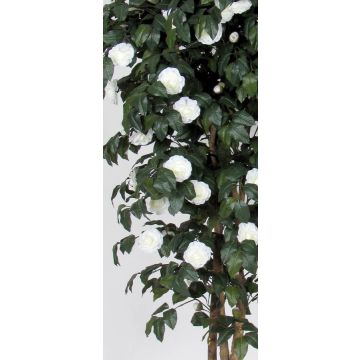Kunst Kamelie JASMINDE, Naturstämme, mit Blüten, weiß, 175cm - Made in Italy