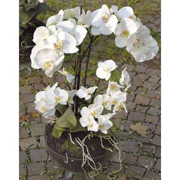 Kunst Phalaenopsis Orchidee WALLBURGA im Dekoglas, weiß, 80cm