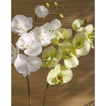 Dekozweig Phalaenopsis Orchidee RICKY, creme-grün, 105cm