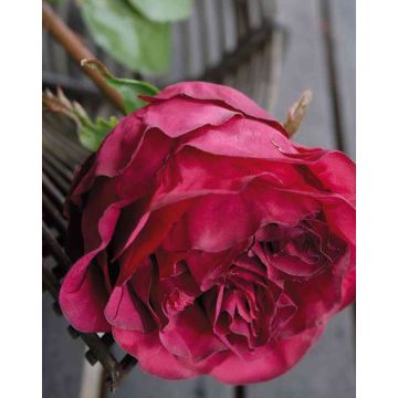 Künstliche Kohl-Rose TAYNARA, burgunderrot, 50cm, Ø9cm