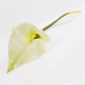 Künstliche Calla CRISTINA, weiß-grün, 105cm, 14x27cm