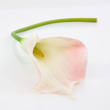 Kunstblume Calla TERESA, weiß-rosa, 70cm, 10x18cm