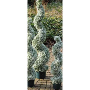 Kunst Buchsbaum Spirale HEINZ, beschneit, Glitzer, 120cm