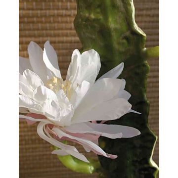 Kunst Kaktus Königin der Nacht DOMENICA, Blüte, weiß, 50cm