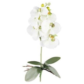 Dekoblume Phalaenopsis Orchidee DRINTOR, Steckstab, Wurzeln, weiß-grün, 40cm