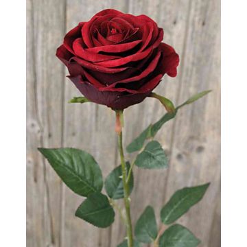 Samt Rose WALERIE, burgunderrot, 80cm, Ø10cm