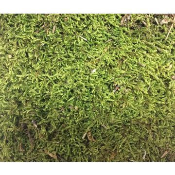 Natur Moosplatten FERNANDE, grün, 100g