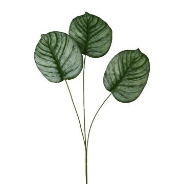 Dekozweig Calathea orbifolia PLERIN, grün-weiß, 70cm