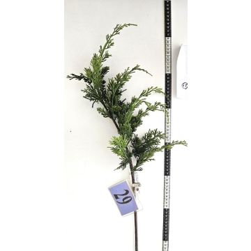 Deko Zweig Thuja STERNYN, grün, 85cm