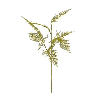 Kunst Asparagus Plumosus Zweig ARKADIUS, grün, 65cm