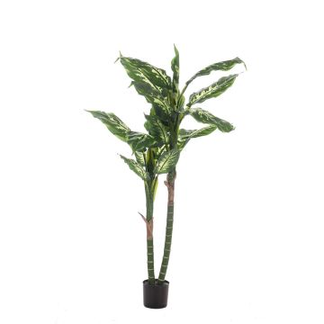 Künstliche Dieffenbachia LATRIXA, grün-weiß, 150cm