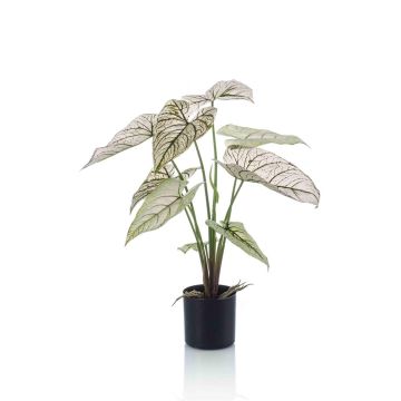 Kunst Pflanze Caladium YAWAR mit Wurzeln, grün-weiß, 60cm