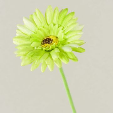 Künstliche Blume Gerbera TEUDELINDE, grün-creme, 55cm, Ø8cm