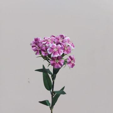 Unechte Blume Bartnelke SUSILAWA, violett-weiß, 55cm
