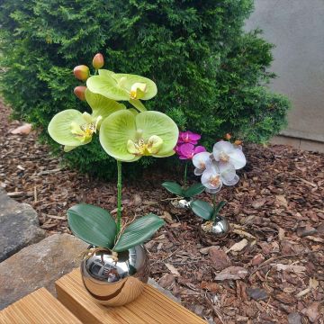 Kunstblume Orchidee Phalaenopsis NAPIRAI, Übertopf, creme-grün, 30cm