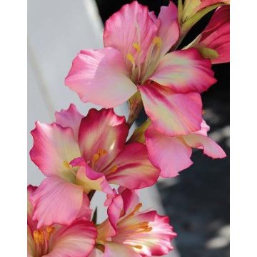 Plastik Blume Gladiole THEOPHORA, pink-grün, 110cm