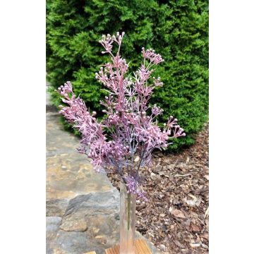 Deko Asparagus sprengeri MANTHASA mit Blüten, Steckstab, violett-rosa, 35cm