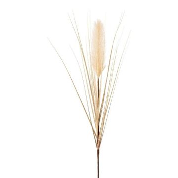 Künstliche Pampasgras Rispe WALNIN, beige, 100cm