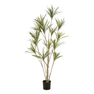 Kunstbaum Dracaena marginata SHALLU, Kunststämme, grün, 180cm