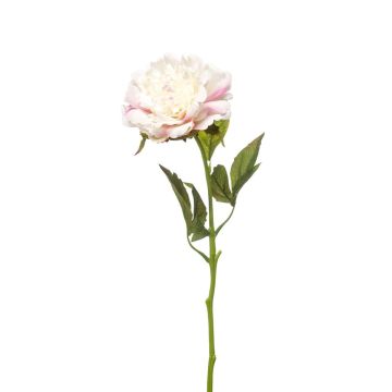 Pfingstrose künstlich GAVRON, weiß-rosa, 55cm