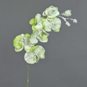 Kunstblume Phalaenopsis Orchidee MYRIA, beschneit, grün, 65cm, Ø6-10cm