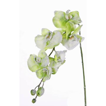 Textilzweig Phalaenopsis Orchidee MYRIA, beschneit, grün, 75cm