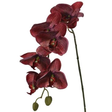 Künstliche Phalaenopsis Orchidee LARDUEN, burgunderrot, 75cm, Ø10cm