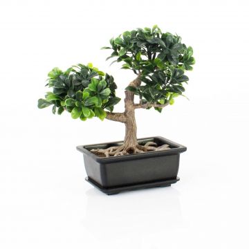 Plastik Bonsai Buchsbaum JUSTIN mit Wurzeln, in Dekoschale, 20cm