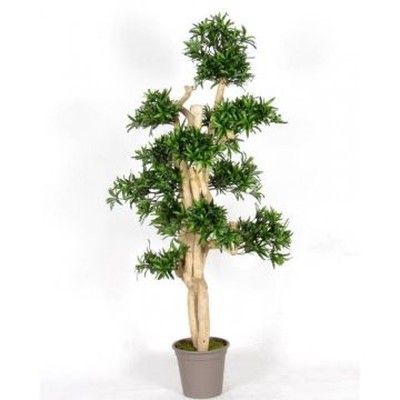 Deko Podocarpus MIRANA, Naturstamm, grün, 150cm - Made in Italy