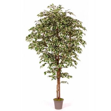 Kunst Ficus Benjamini LINETTE, Naturstämme, grün-weiß, 250cm - Made in Italy