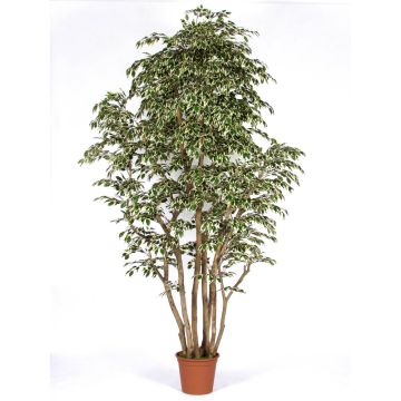 Künstlicher Ficus Benjamini MIMITIGO, Echtstämme, grün-weiß, 250cm - Made in Italy