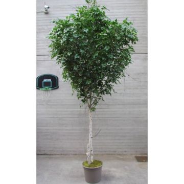 Deko Weißbirke HUBERTINE, Naturstämme, grün, 450cm - Made in Italy