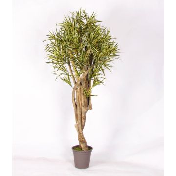 Deko Dracaena Reflexa Jamaica KASANDRA, Naturstämme, grün-gelb, 175cm - Made in Italy