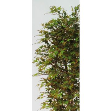 Kunst Japanischer Ahornbaum KESCHA, Naturstämme, grün-rot, 175cm - Made in Italy