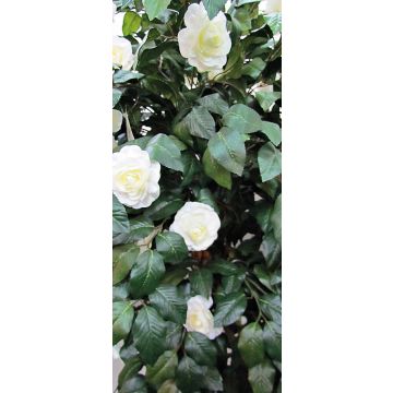 Deko Kamelie JELENKINA, Naturstamm, mit Blüten, weiß, 200cm - Made in Italy