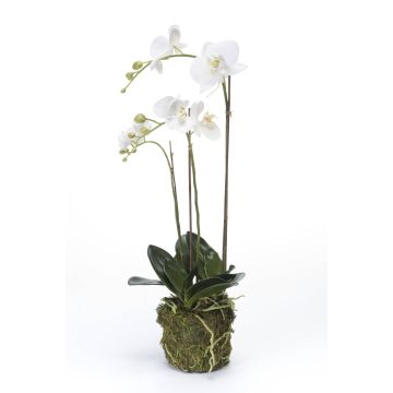 Kunst Phalaenopsis Orchidee PABLA, Moosball, weiß, 70cm