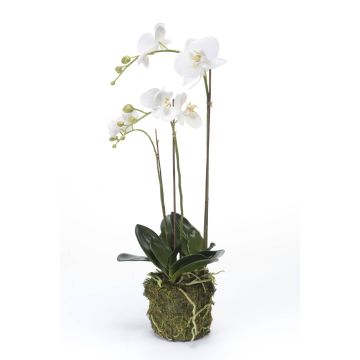 Künstliche Phalaenopsis Orchidee PABLA, Moosball, weiß, 70cm