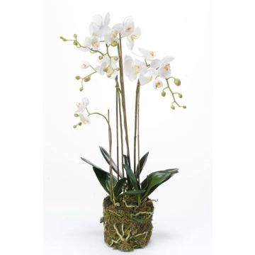 Kunst Phalaenopsis Orchideen Quartett PABLA, Moosball, weiß, 80cm
