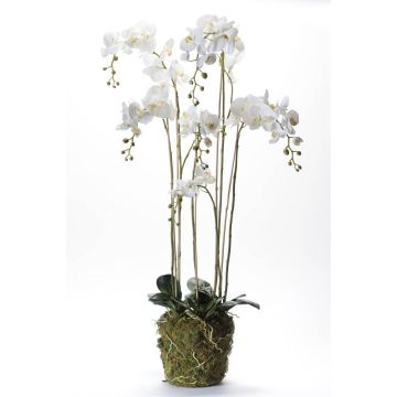 Kunst Phalaenopsis Orchidee PABLA, Moosball, weiß, 145cm