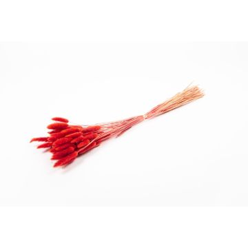 Getrocknetes Lagurus Gras BORKA, Bund, rot, 55-75cm, Ø12cm