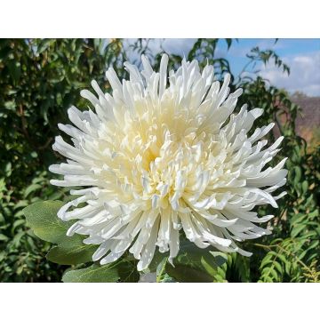 Künstliche Chrysantheme RUNDA, creme-weiß, 70cm, Ø18cm