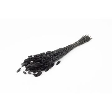Getrocknetes Kanariengras BRAGILA im Bund, schwarz, 50-75cm, Ø12cm