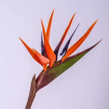 Kunst Papageienblume ALLISSA, orange-violett, 90cm, 17x24cm