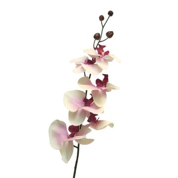 Dekozweig Phalaenopsis Orchidee LANUA, creme-rosa, 75cm
